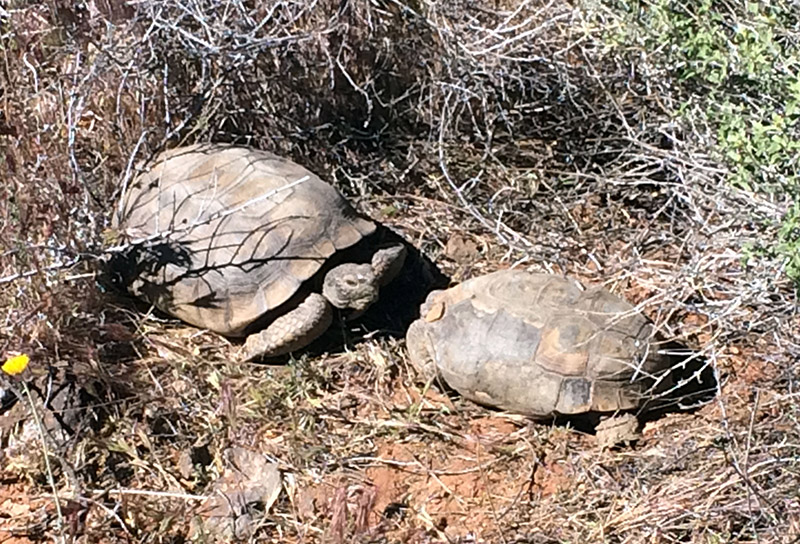 tortoises